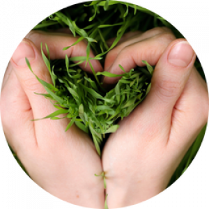 conexão com a essencia